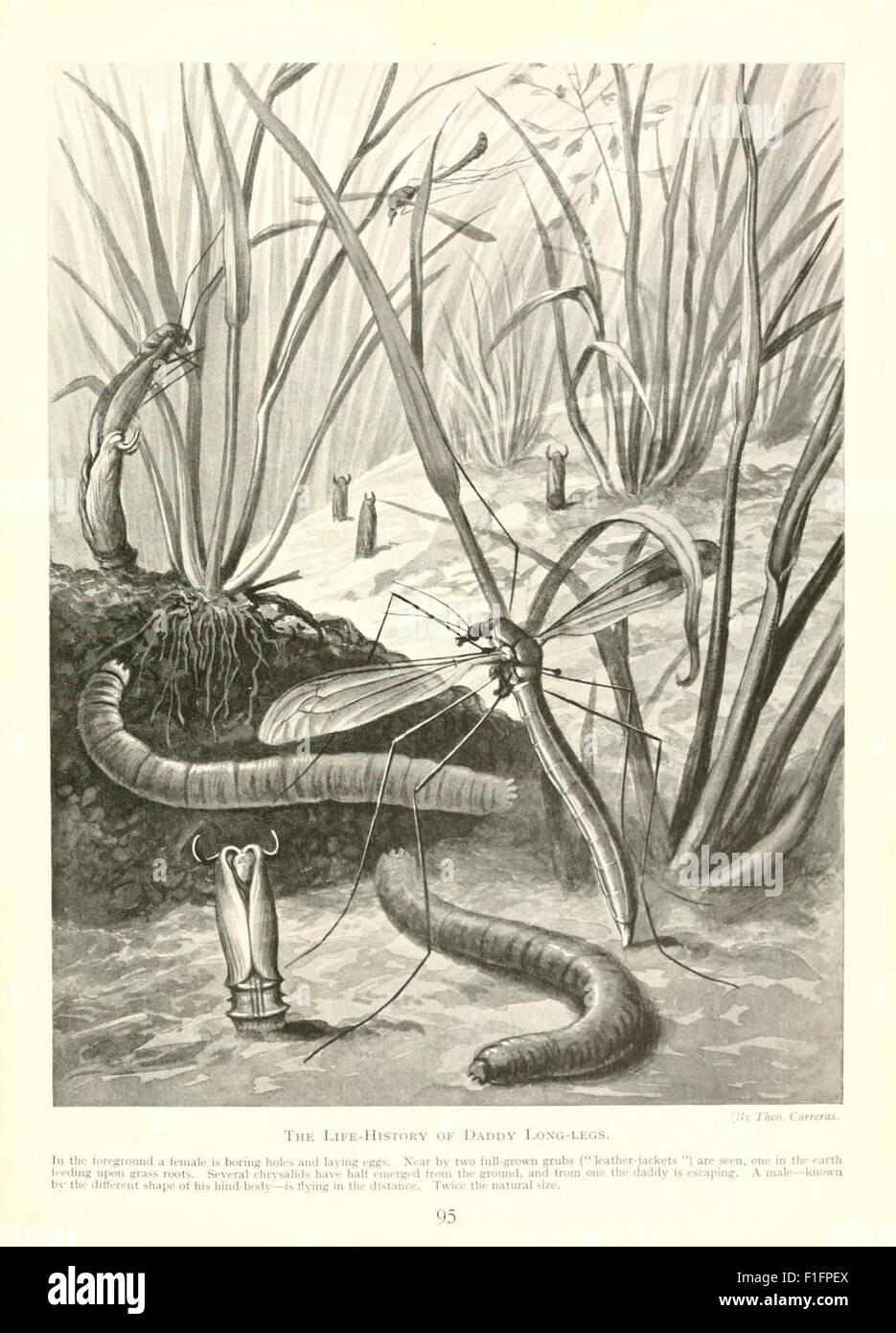A vintage book exploring the marvels of insect life, offering detailed ...