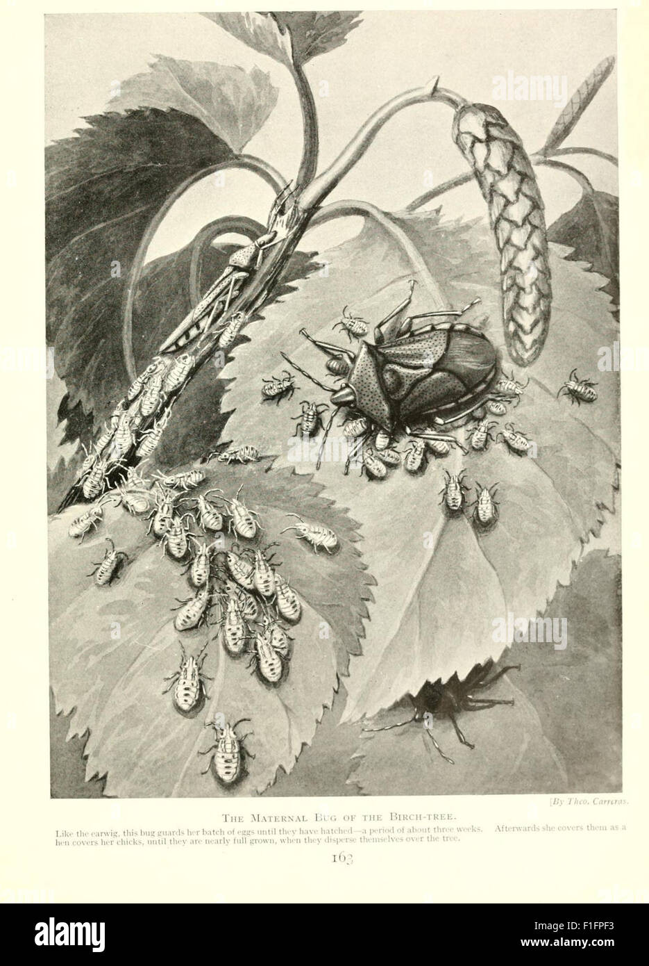 'Marvels of Insect Life' presents an exploration of insect behavior and ...