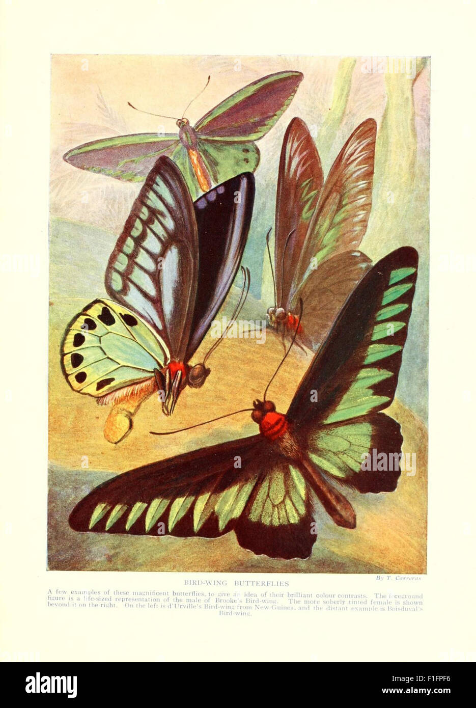 Marvels of Insect Life is a comprehensive work on the diverse behaviors ...