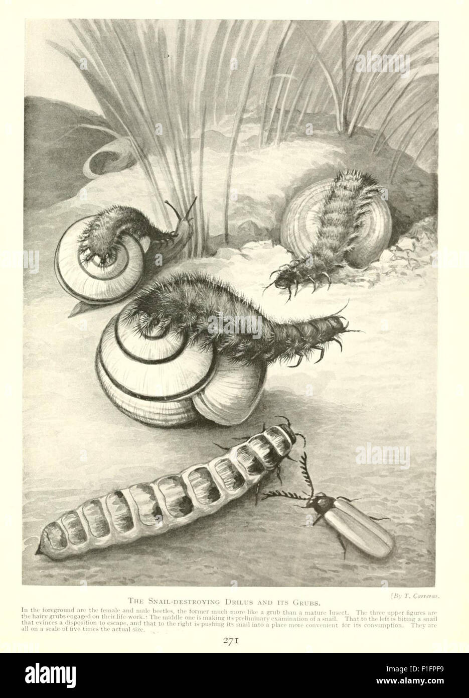 'Marvels of Insect Life' is a vintage work detailing the behavior and ...