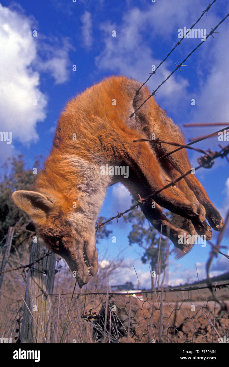 FARMERS USUALLY HANG DEAD FOXES OVER A FENCE TO SHOW PEOPLE THE SCALE OF THE PEST PROBLEM. RURAL NEW SOUTH WALES, AUSTRALIA. Stock Photo