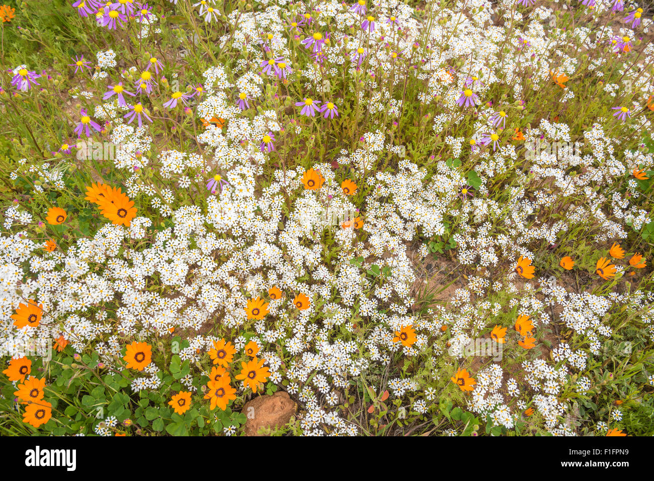 A display of wild flowers at the turn-off from the N7 to Groenrivier in the Namaqualand region of South Africa. Orange botterblo Stock Photo