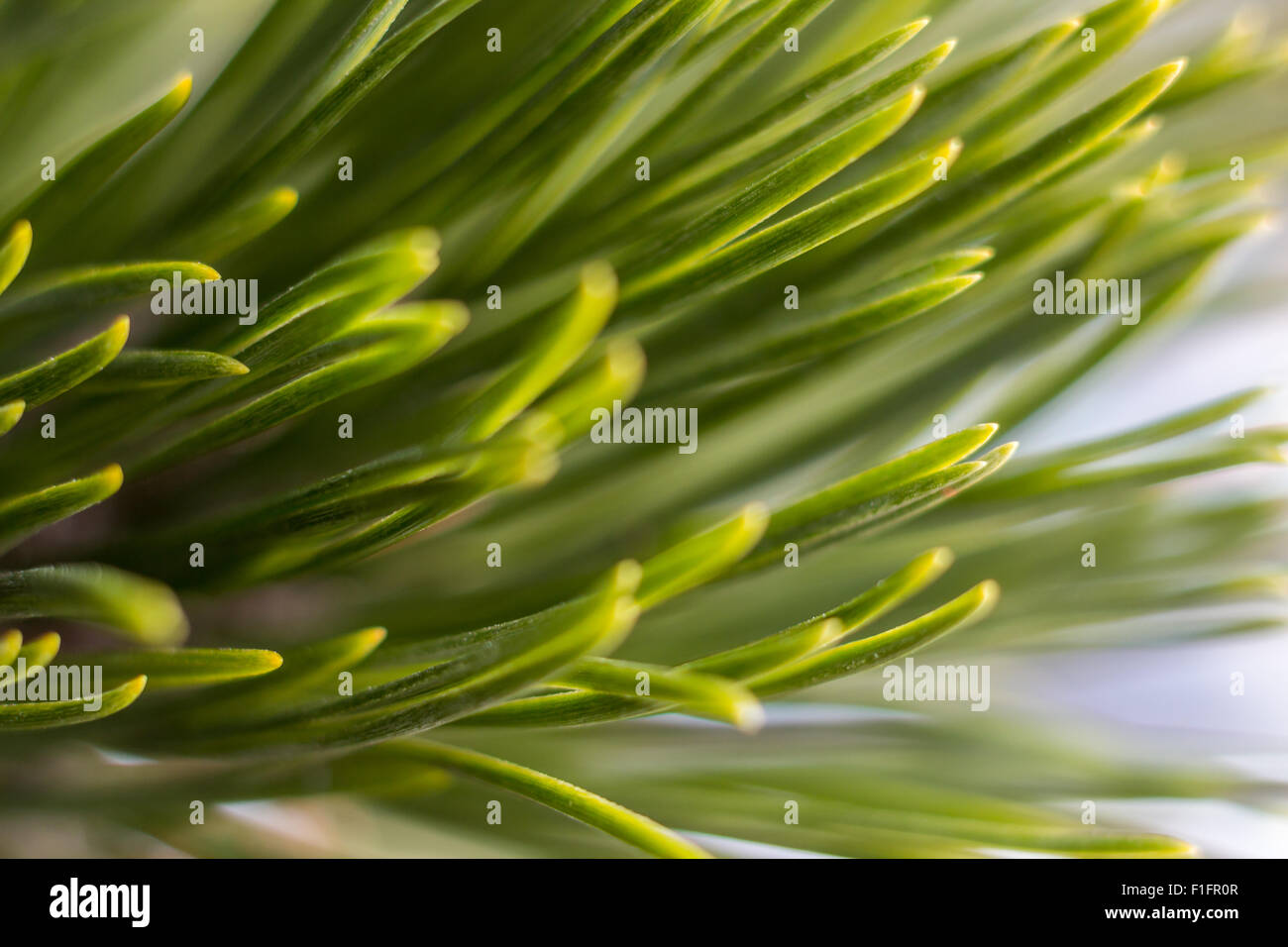 green tree needles Stock Photo - Alamy
