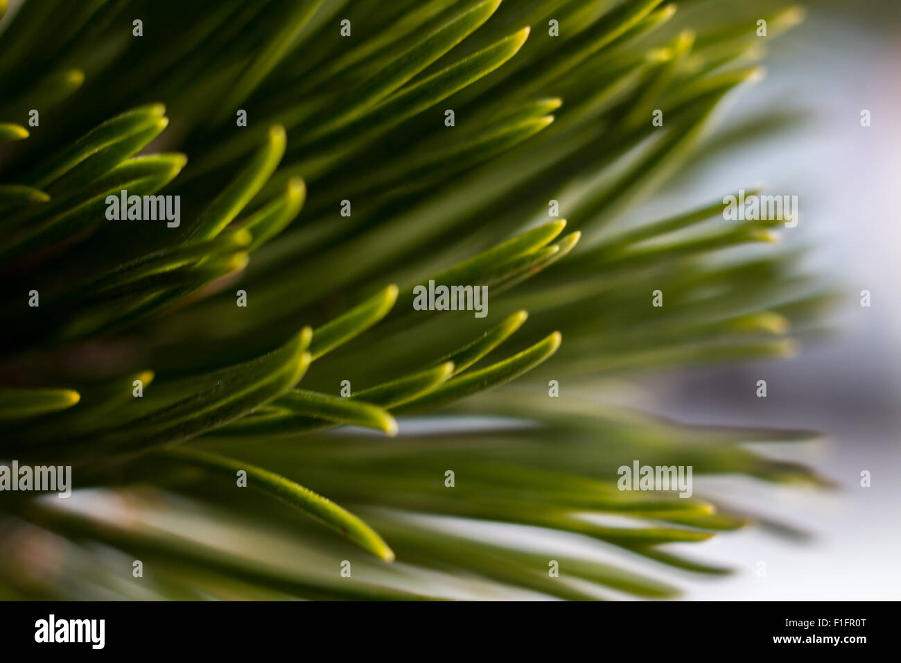 green tree needles Stock Photo - Alamy