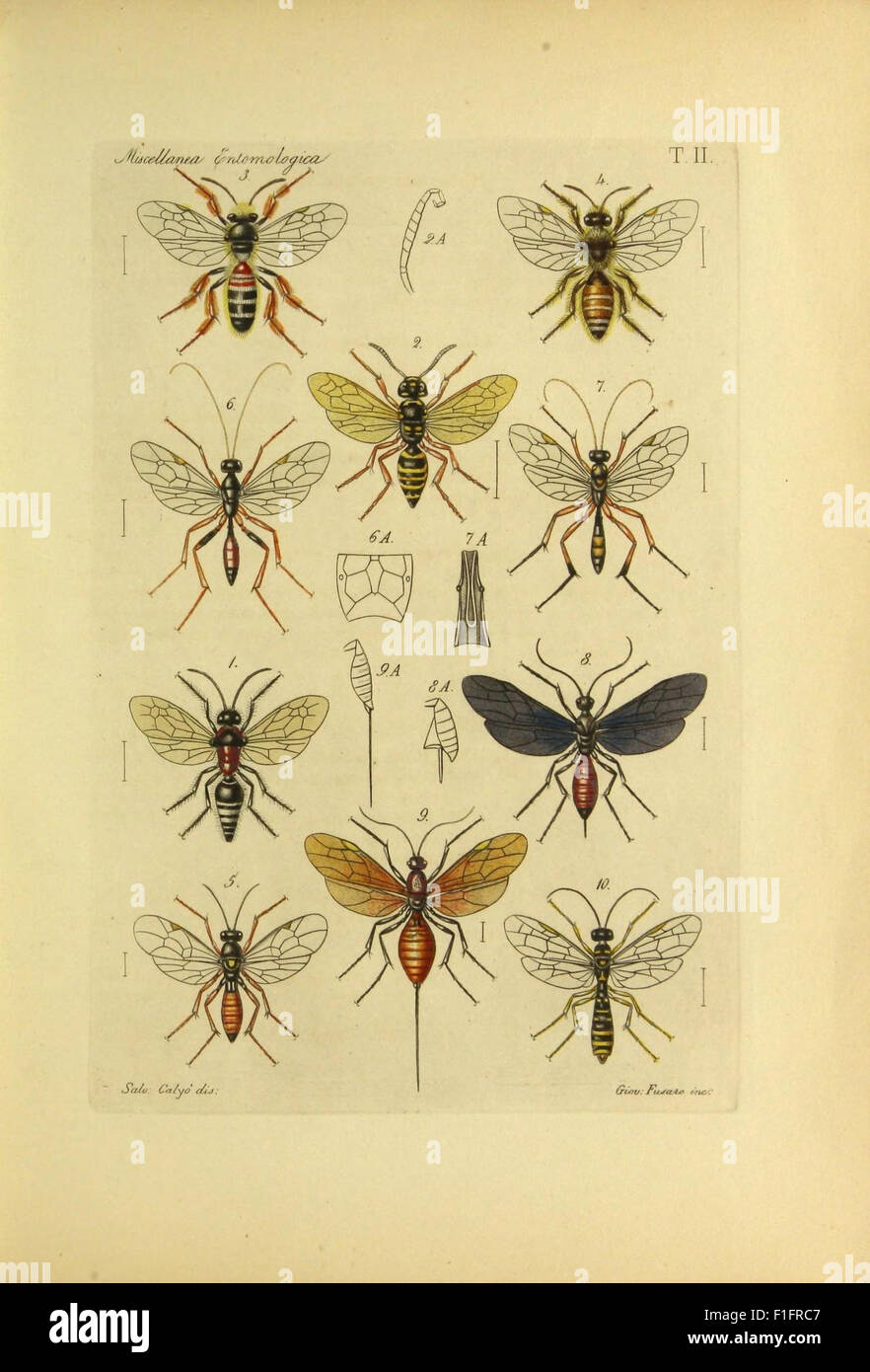 Insect Etry This collection presents various entomological studies, including ...