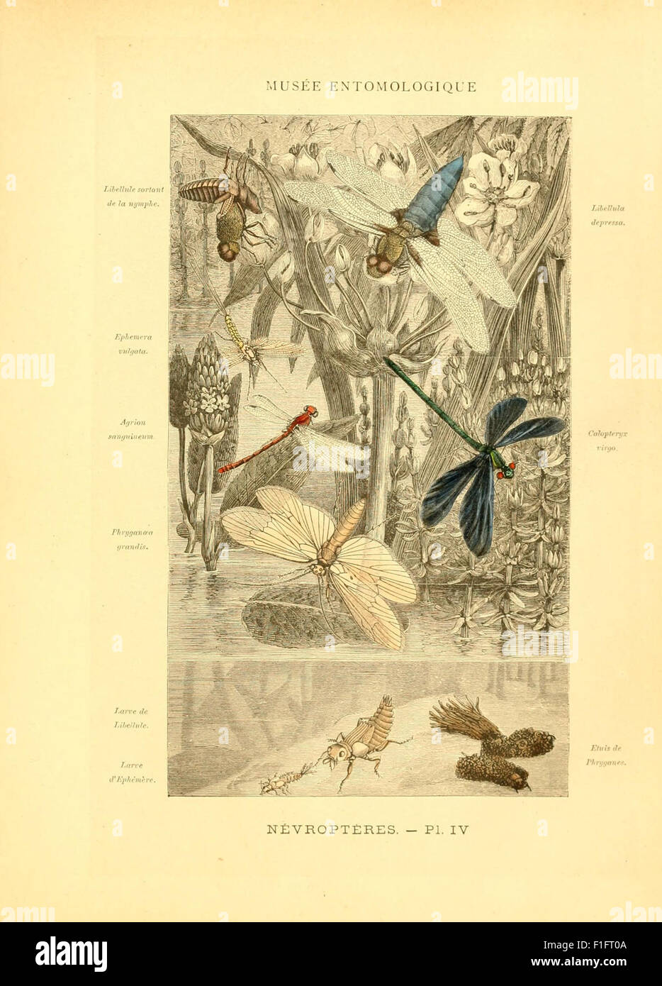 Insects Work An illustrated work focusing on insects, particularly butterflies and ...