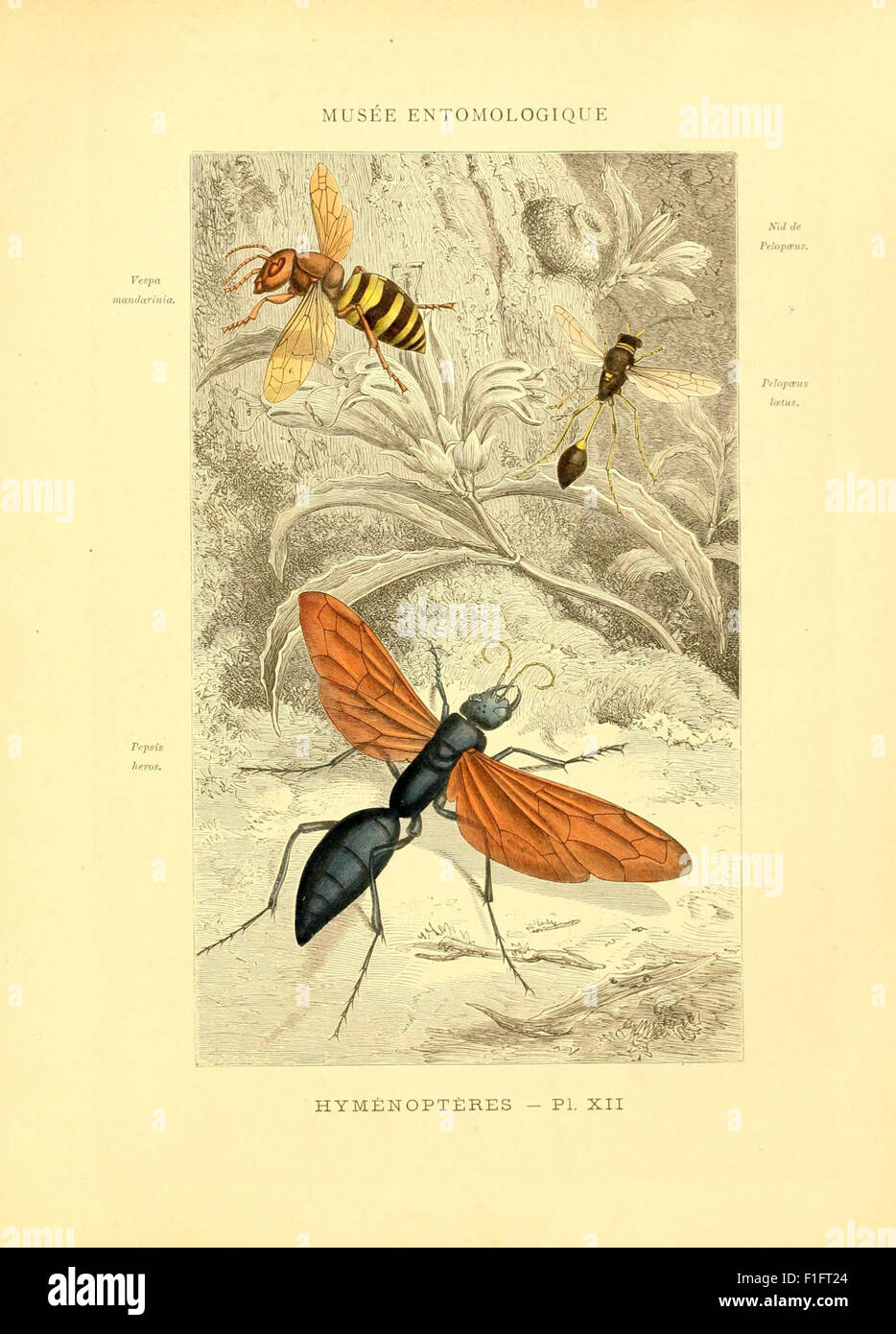 Curiosa - La Muse Gaillarde Illustré Par Dignimont - R. Ponchon - 1/2000