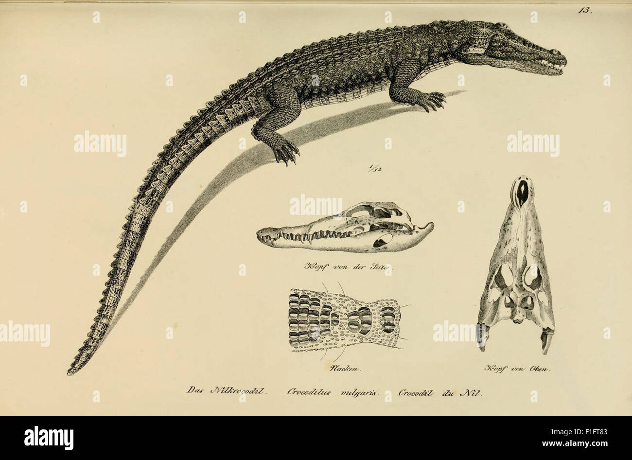 This work features illustrations and descriptions of various reptile ...