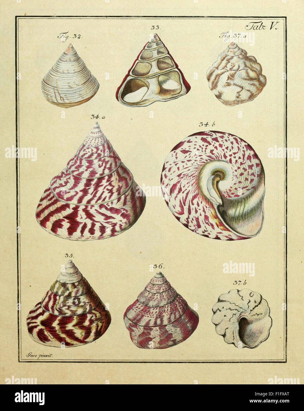 This catalog systematically organizes shell species according to the ...