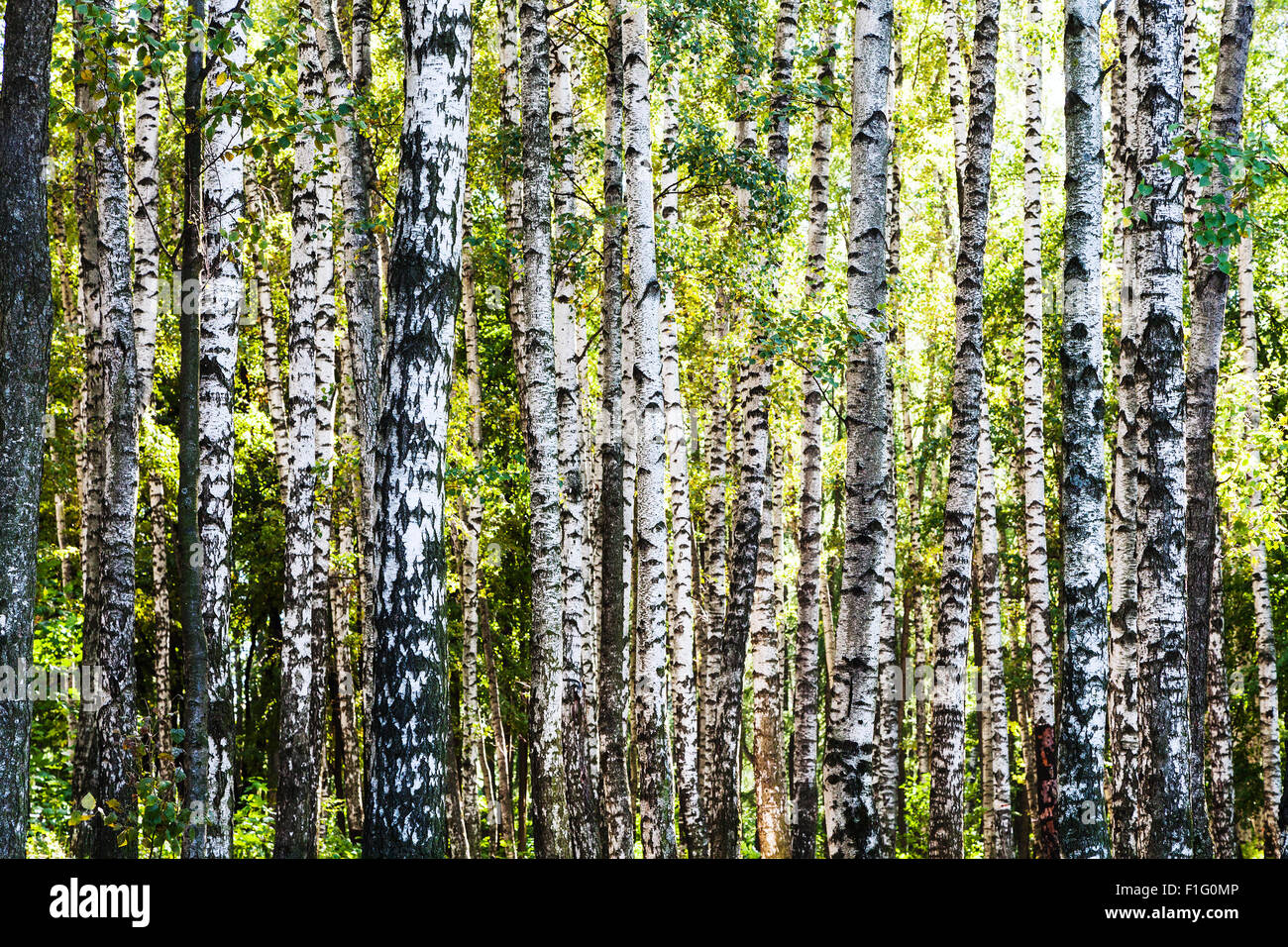 birch trees forest in sunny summer day Stock Photo - Alamy