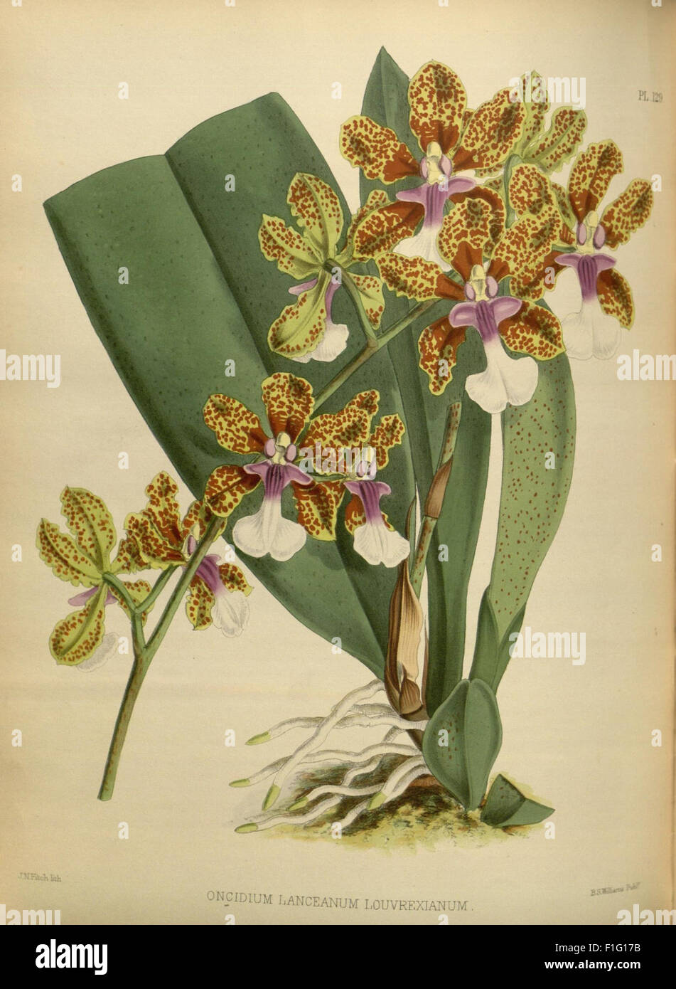 *Orchid Album* showcases a variety of orchid species with detailed ...