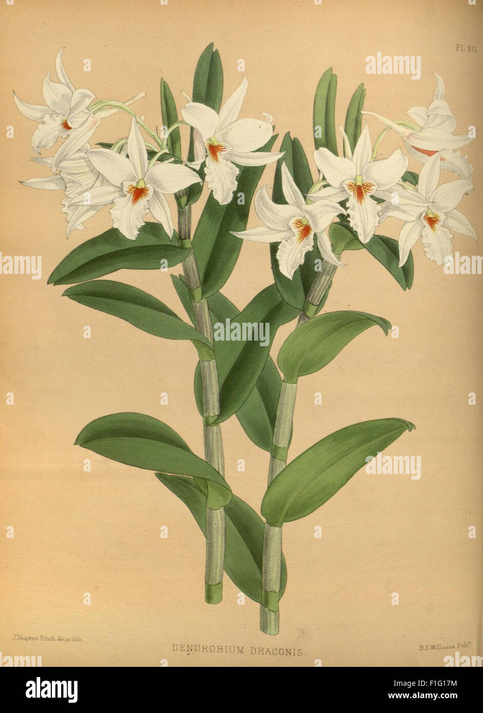 'Orchid Album' is a collection of illustrations and descriptions of ...