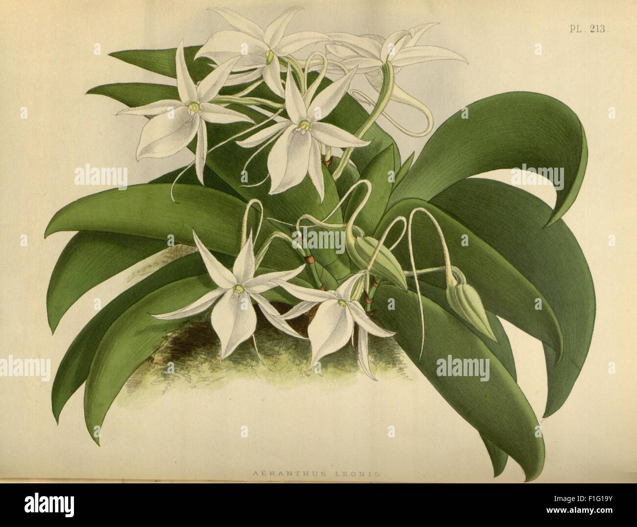 This work is a compilation of various species of orchids, offering ...