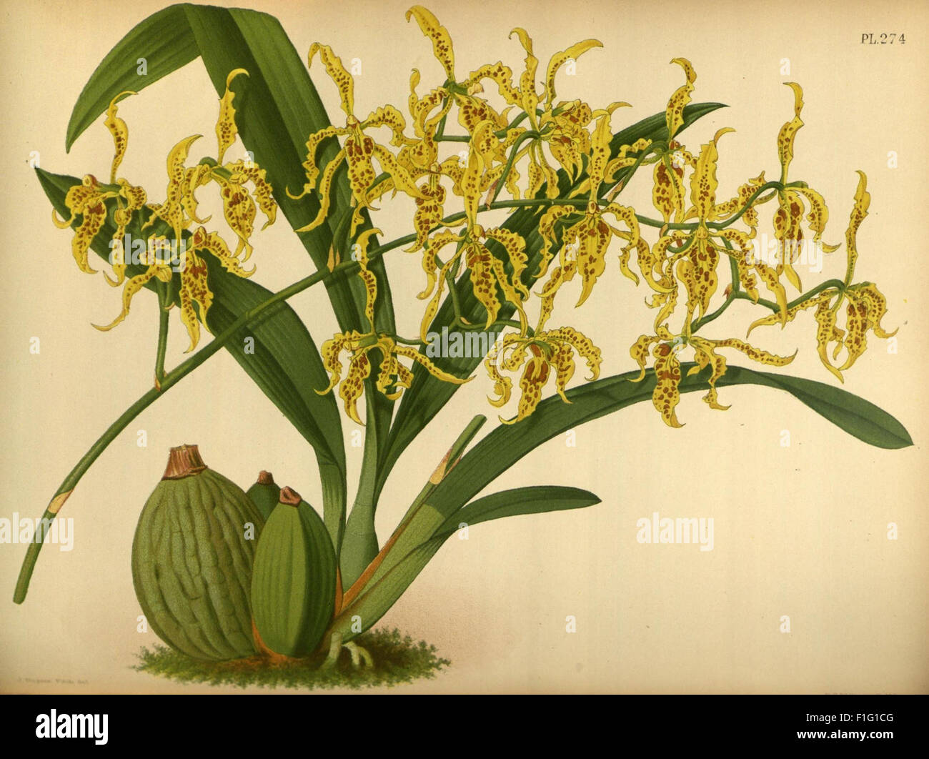 The *Orchid Album* is a 19th-century work that showcases various ...