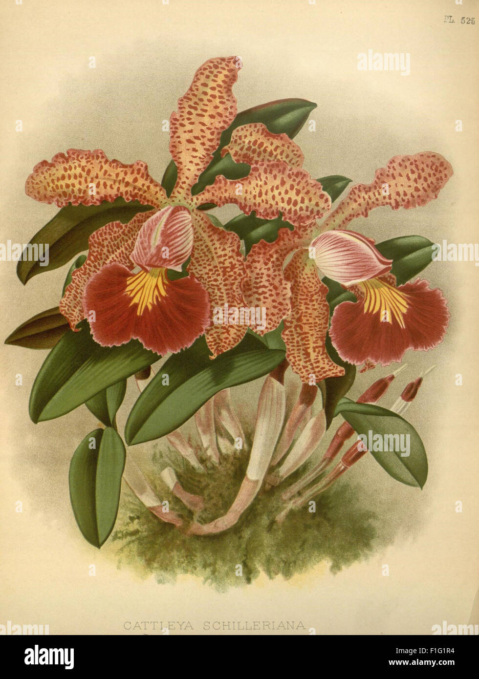 The Orchid Album, featuring illustrations from the Missouri Botanical ...