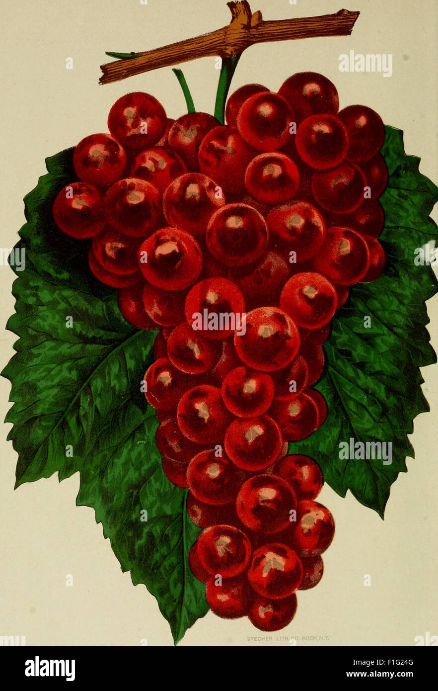 Our native grape. Grapes and their culture. Also descriptive list of