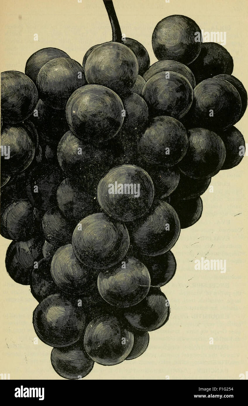 Our native grape. Grapes and their culture. Also descriptive list of