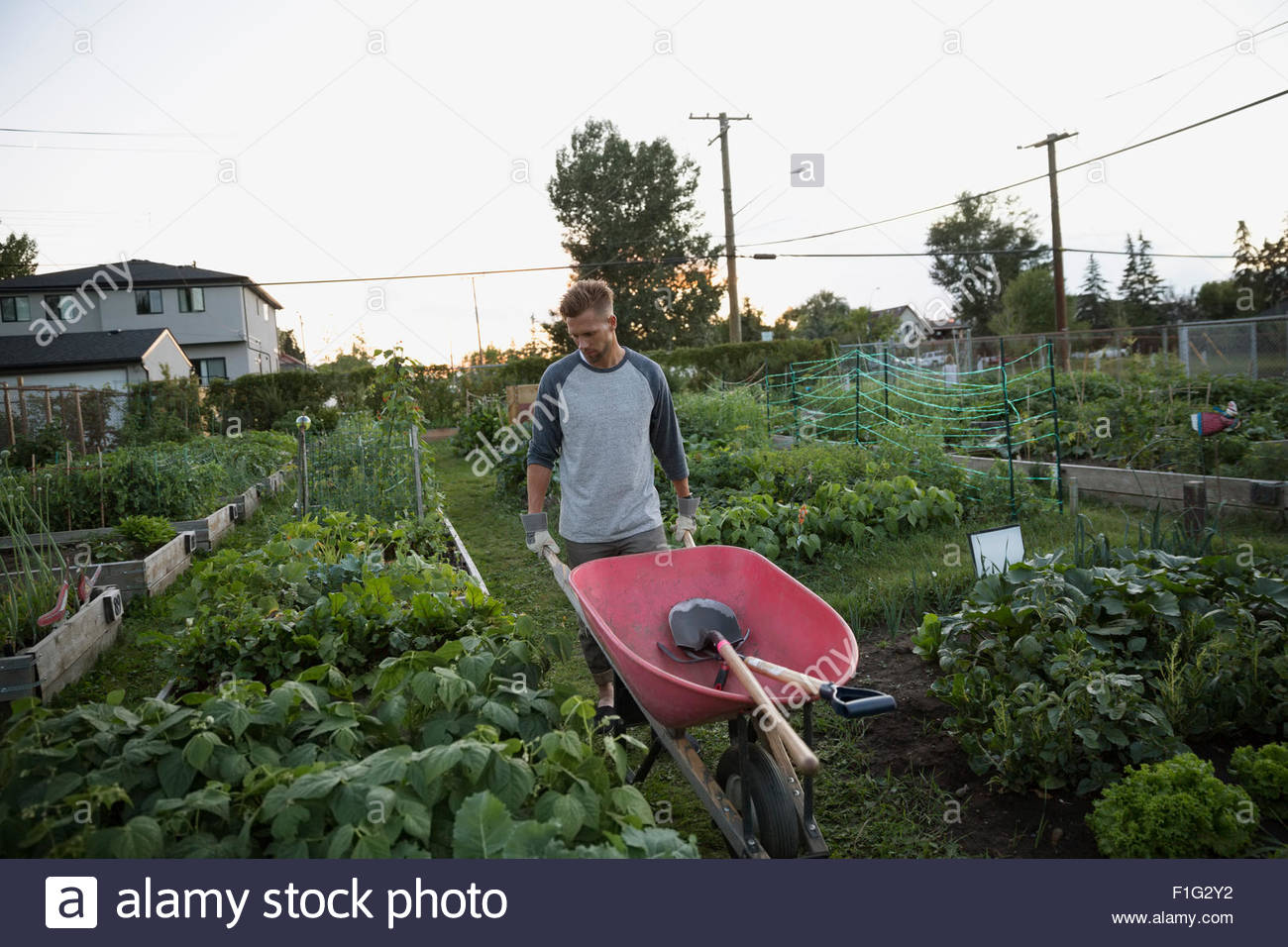Wheelbarrow vegetable garden gardening hires stock photography and