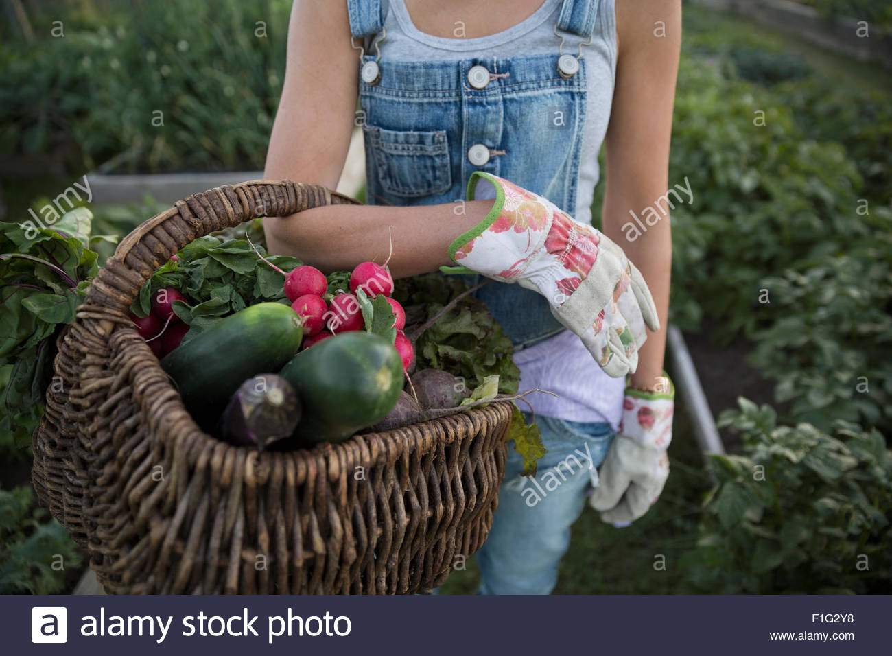 Close up woman holding fresh harvested vegetables basket Stock Photo