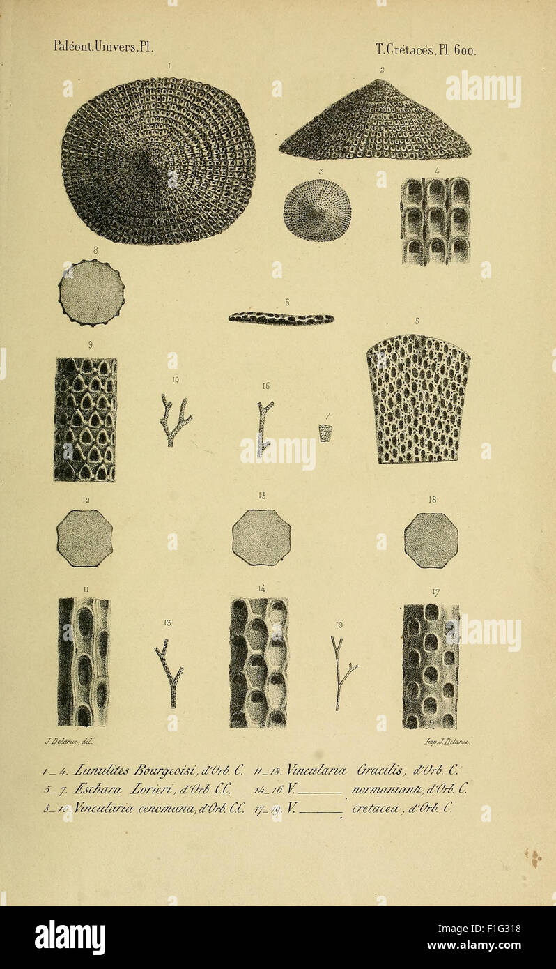 Paléontologie française (Pl. 600) Stock Photo