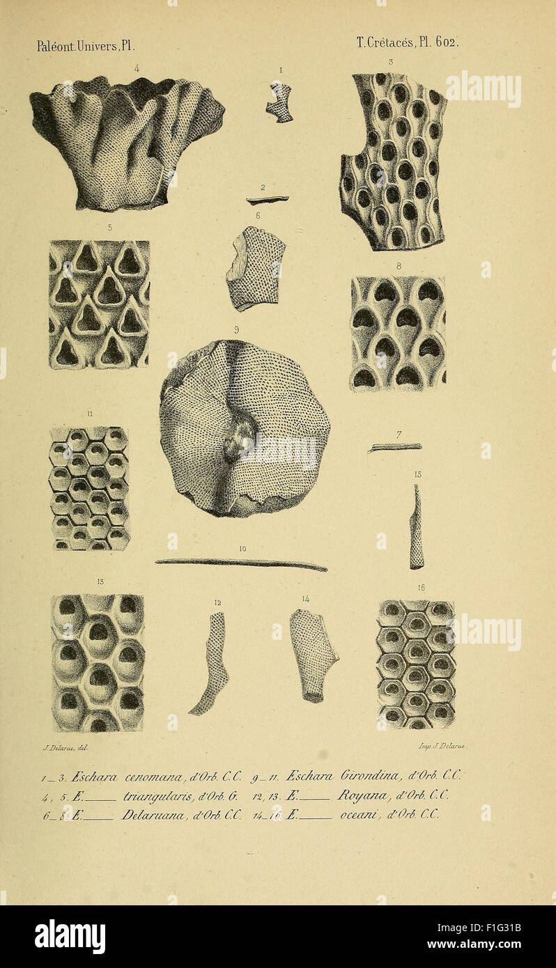 Paléontologie française (Pl. 602) Stock Photo