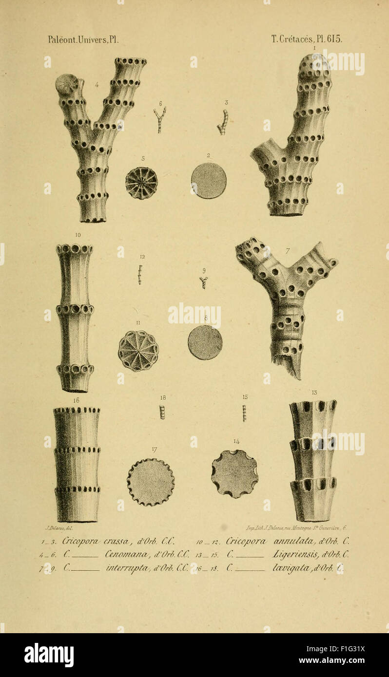 Paléontologie française (Pl. 615) Stock Photo