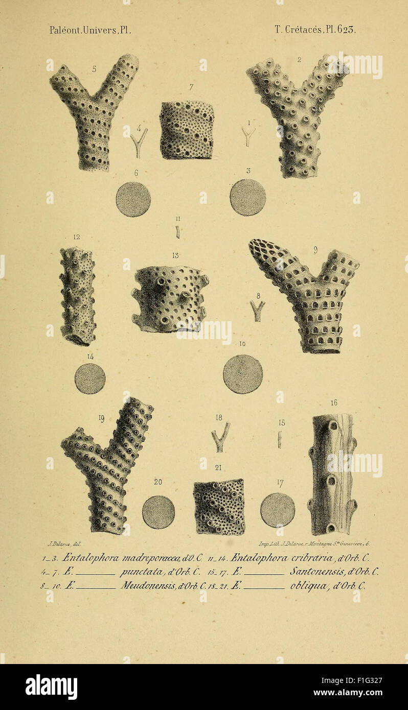 Paléontologie française (Pl. 623) Stock Photo