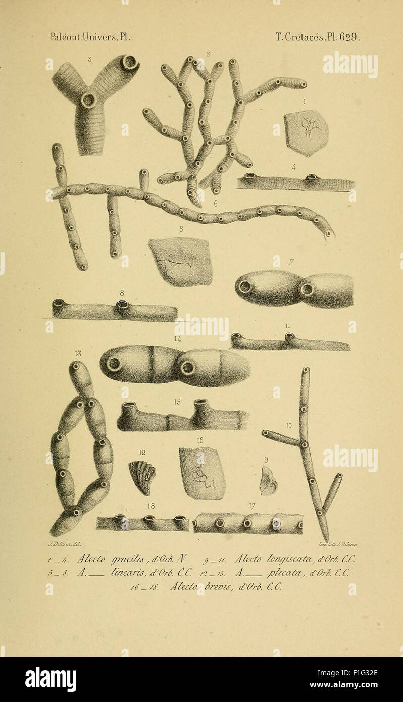 Paléontologie française (Pl. 629) Stock Photo