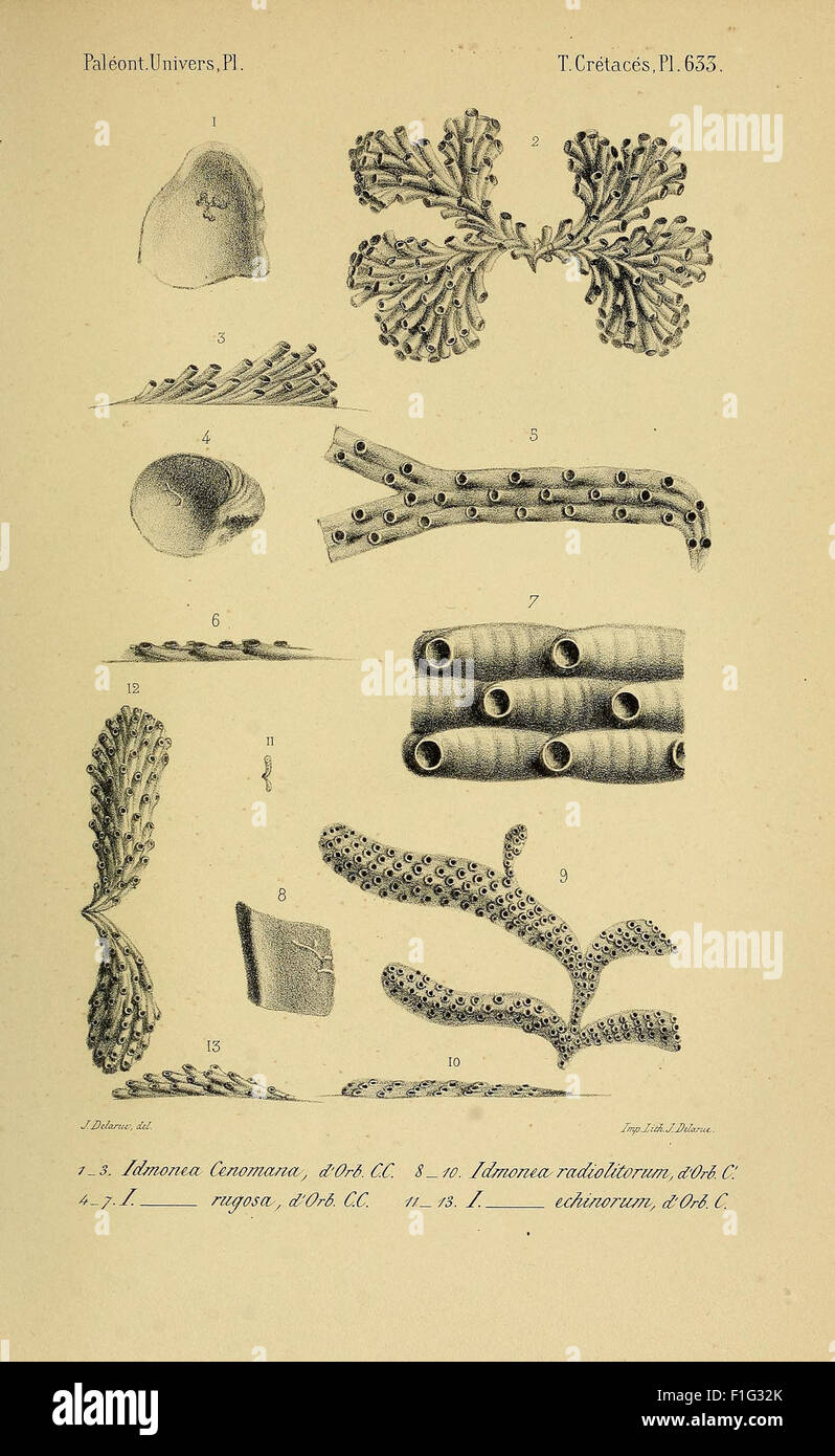 Paléontologie française (Pl. 633) Stock Photo