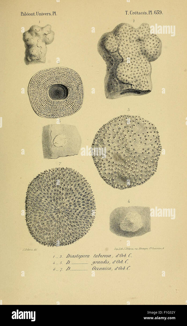 Paléontologie française (Pl. 639) Stock Photo