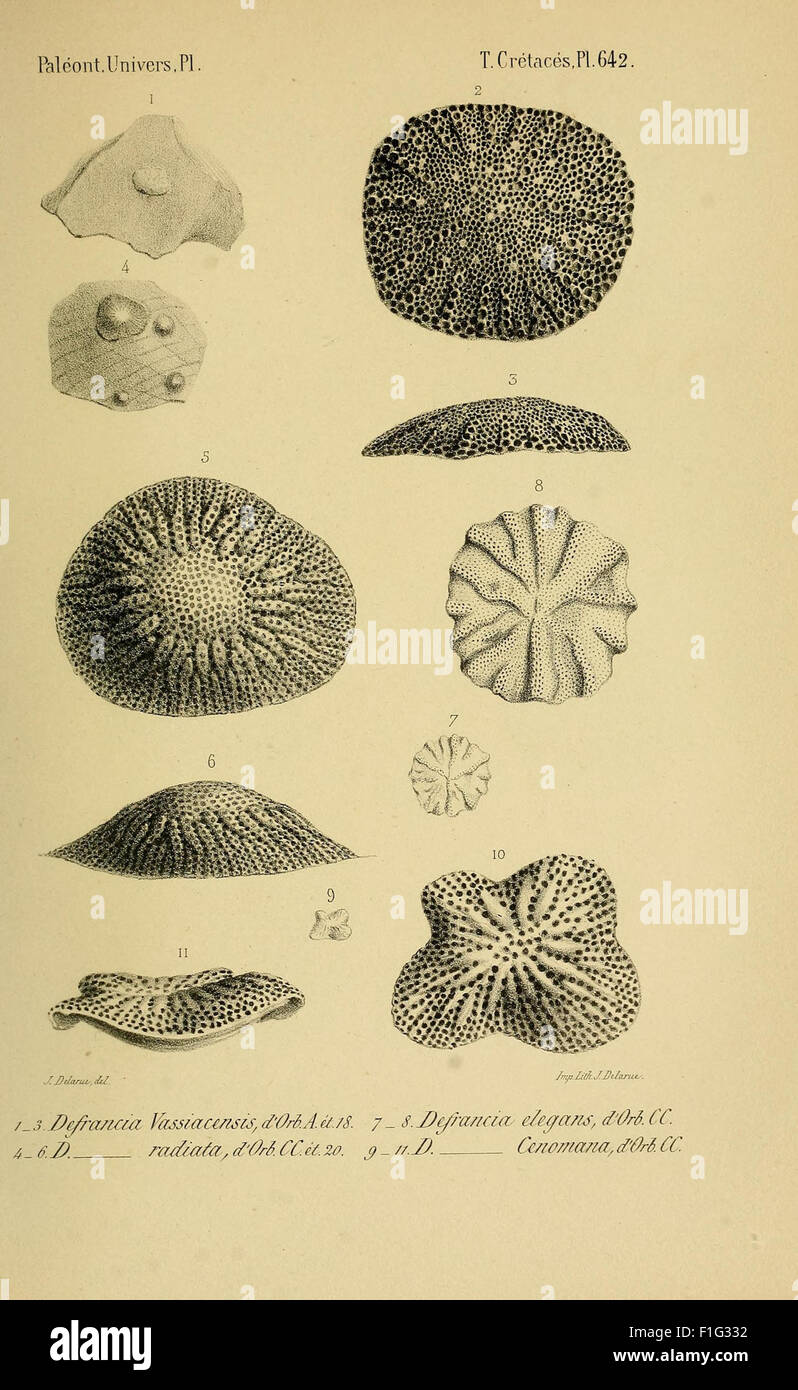 Paléontologie française (Pl. 642) Stock Photo