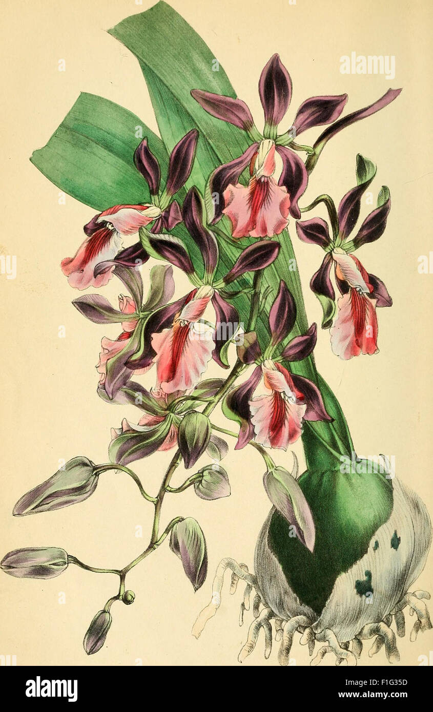 Paxton's Magazine of Botany and Register of Flowering Plants (1842) Stock Photo