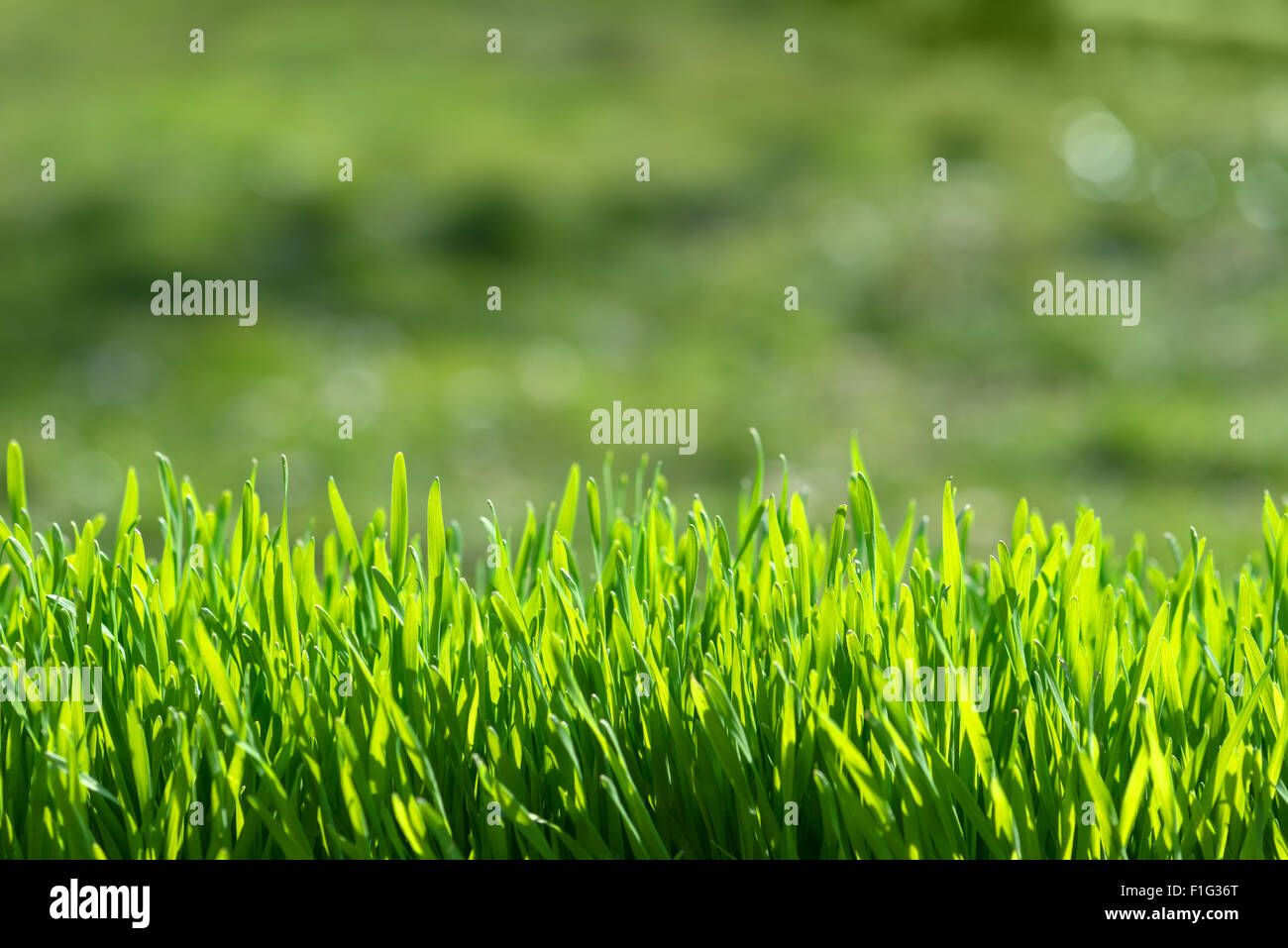 Green grass and hi-res stock photography and images - Alamy
