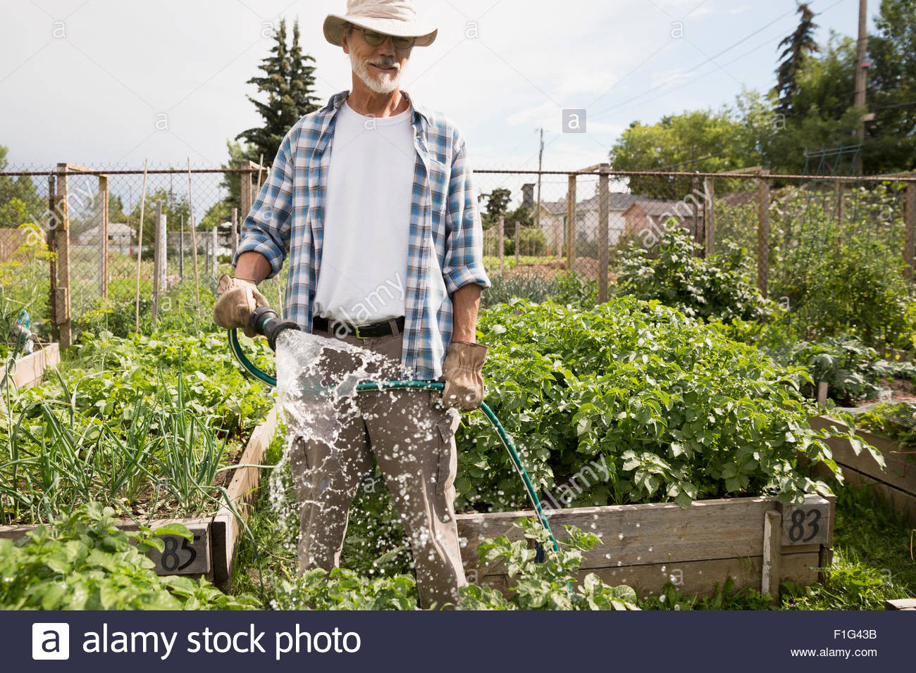 Man watering vegetable garden with hose Stock Photo