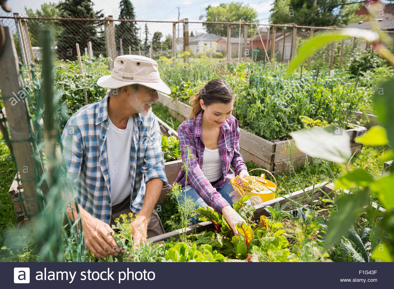 Father and daughter tending to vegetable garden Stock Photo