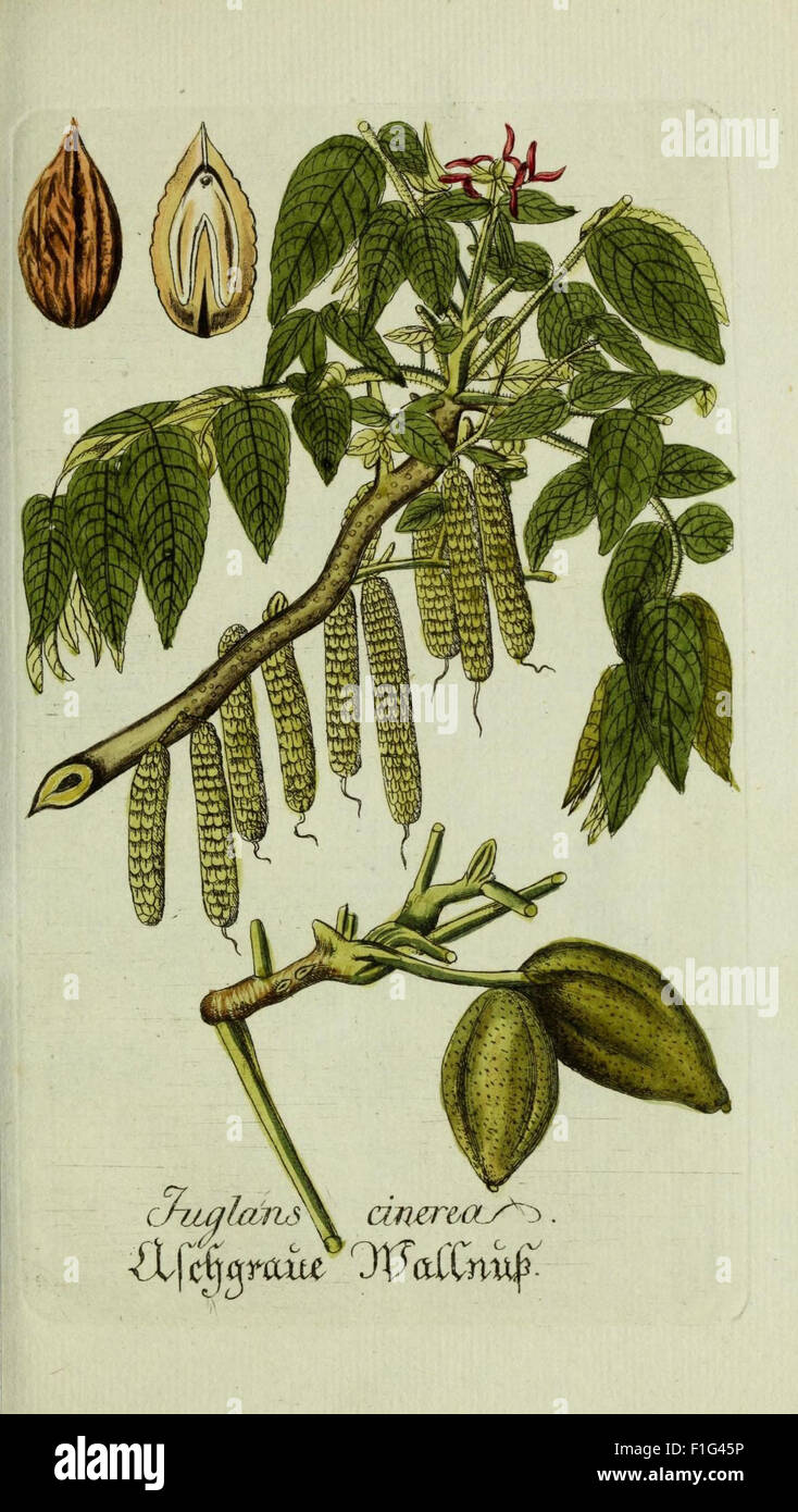 Plantarum indigenarum et exoticarum icones ad vivum coloratae, oder