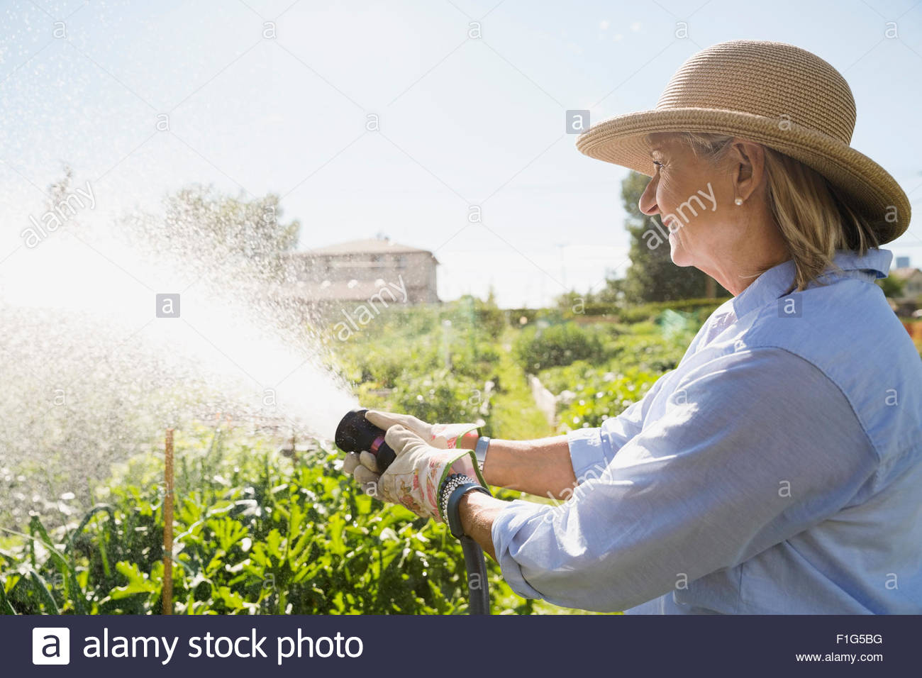 Senior woman watering vegetable garden with hose Stock Photo