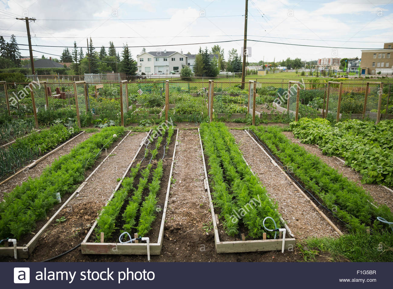 Plants growing in rows in community garden Stock Photo Alamy