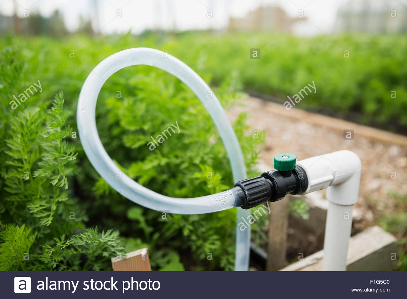 Garden hose pipe hires stock photography and images Alamy