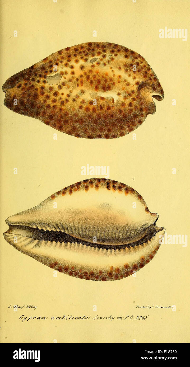 A catalogue of the shells contained in the collection of the late Earl of Tankerville (Plate- Cypraea umbilicata) Stock Photo