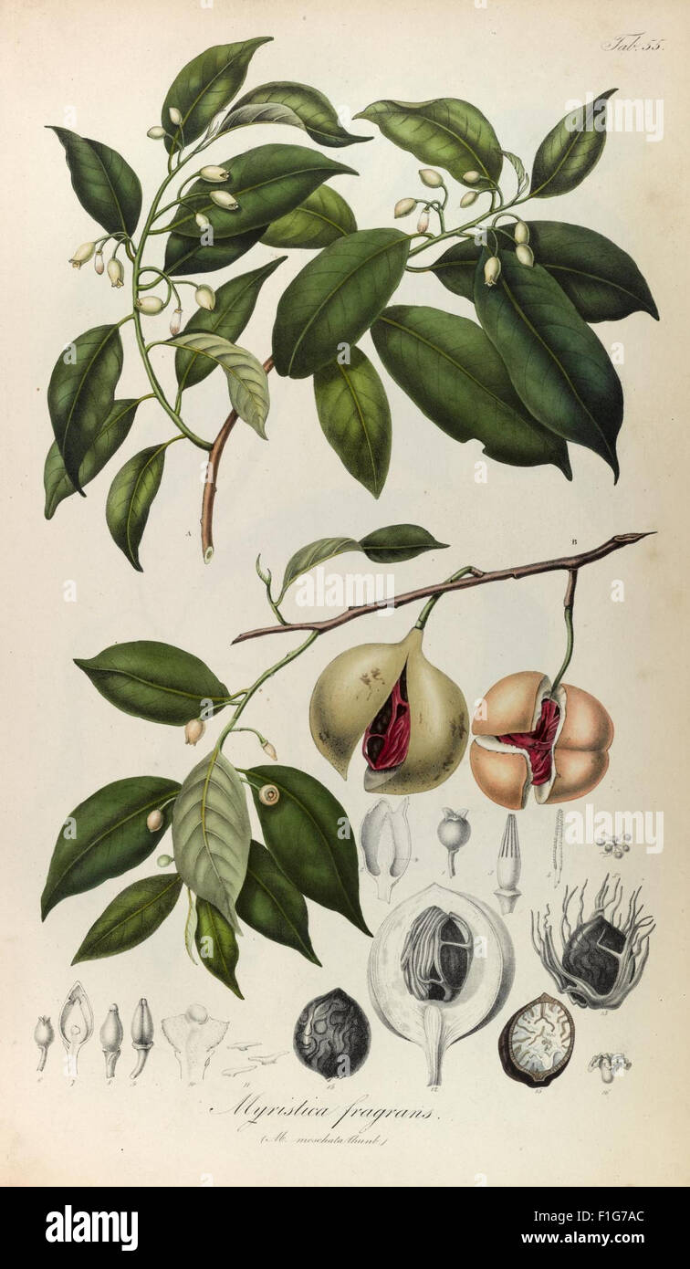 Southeast asian flora taxonomy record hi-res stock photography and ...