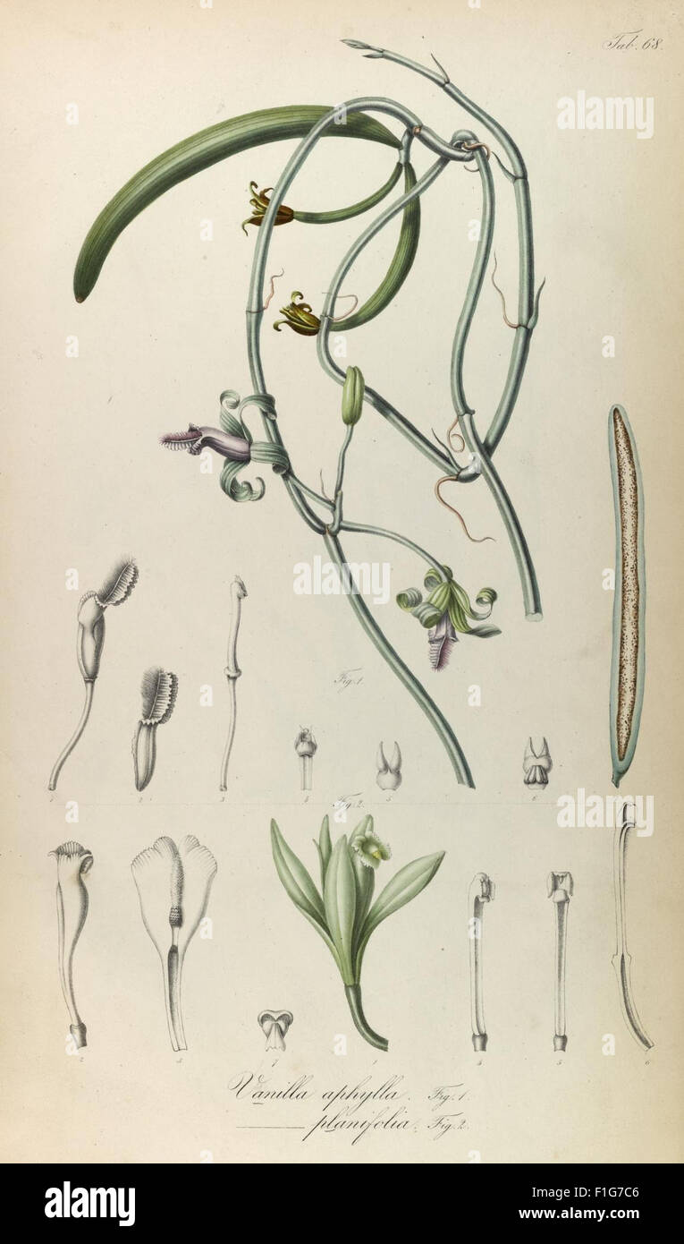 Southeast asian flora taxonomy record hi-res stock photography and ...