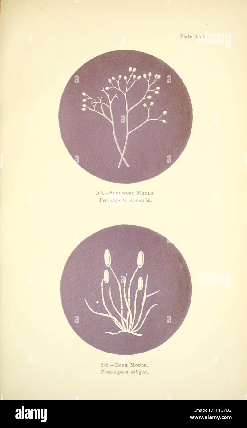 An illustration from 'Rust, Smut, Mildew, and Mould,' depicting various ...