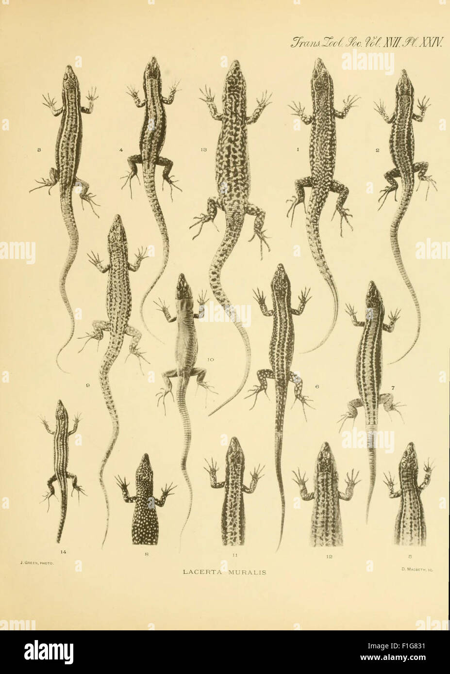 Lizard Knowledge A contribution to our knowledge of the varieties of the wall-lizard ...