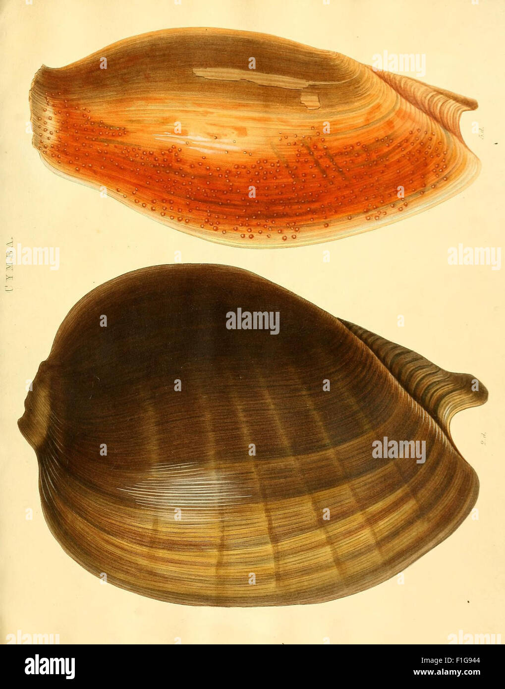 This work offers original descriptions and illustrations of recent ...