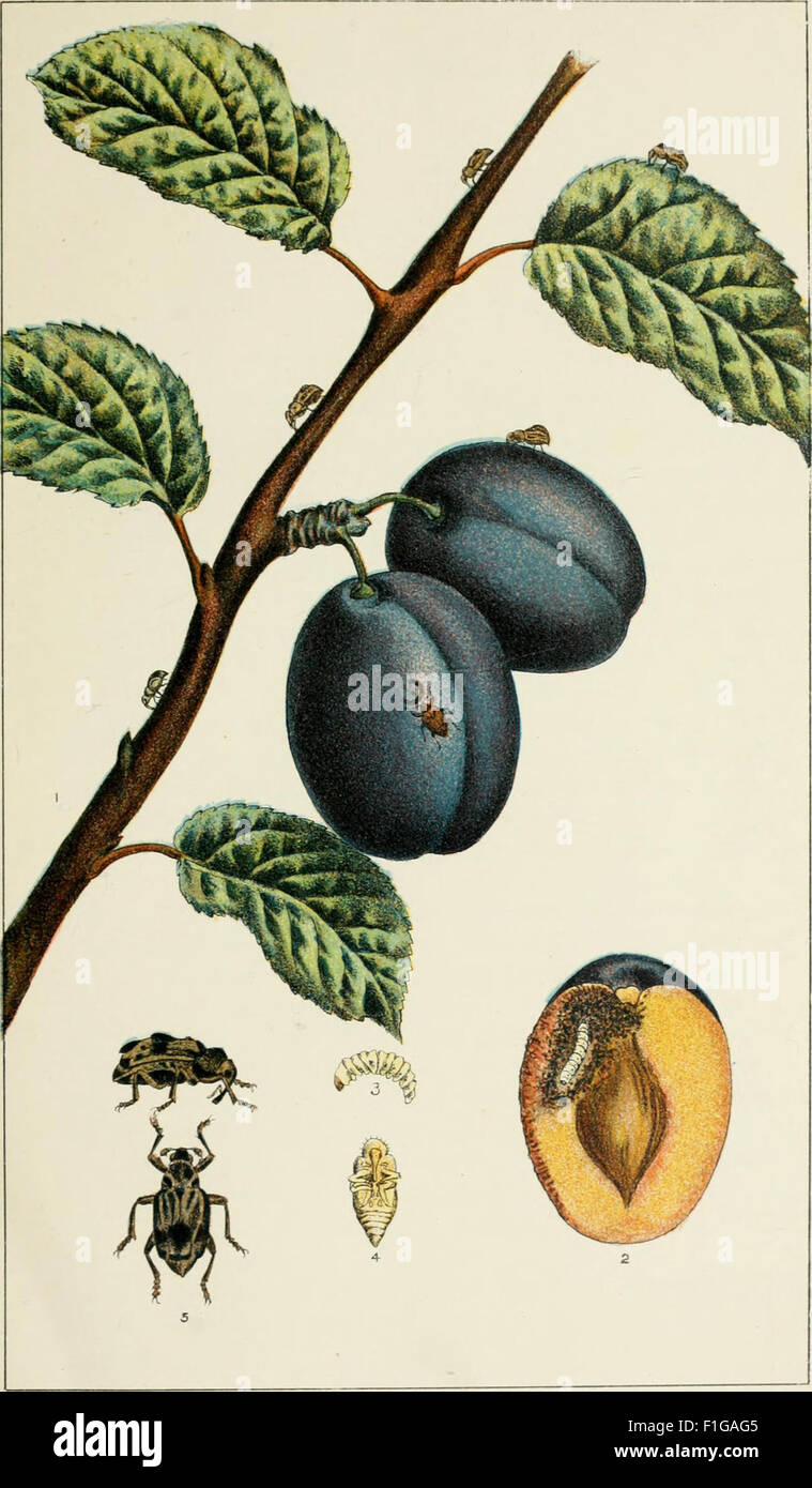 Victorian Insect Science A handbook of the destructive insects of Victoria, with notes on the ...