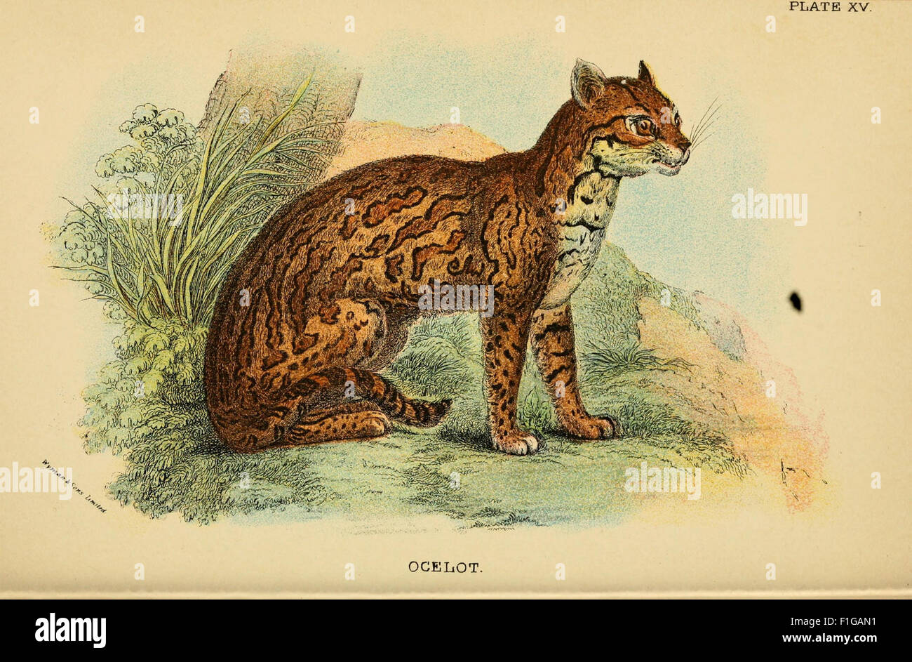 This handbook provides a detailed study of carnivorous mammals ...