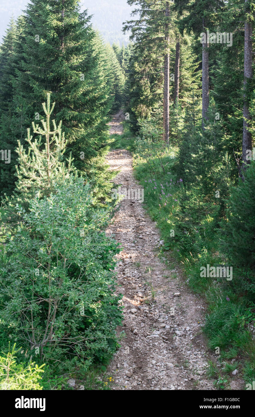Mountain road in pine forest Stock Photo - Alamy