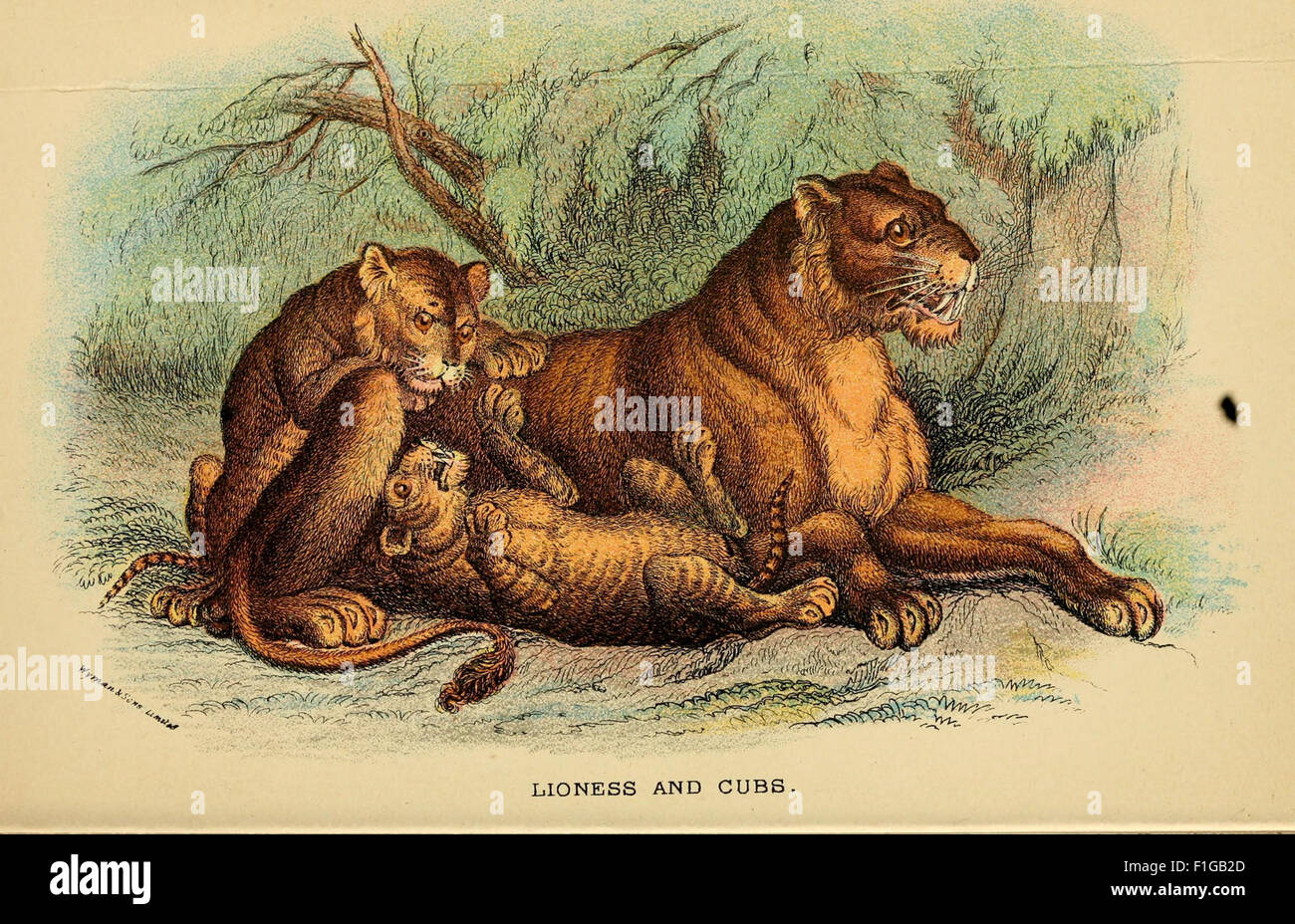A comprehensive handbook detailing the Carnivora order, providing ...