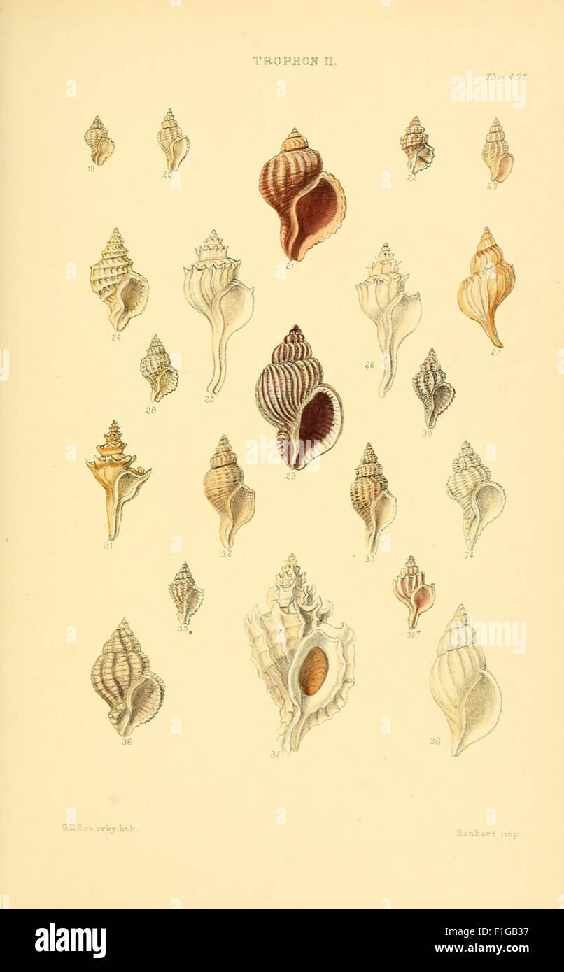 A detailed monograph of mollusk shell genera, documenting various ...